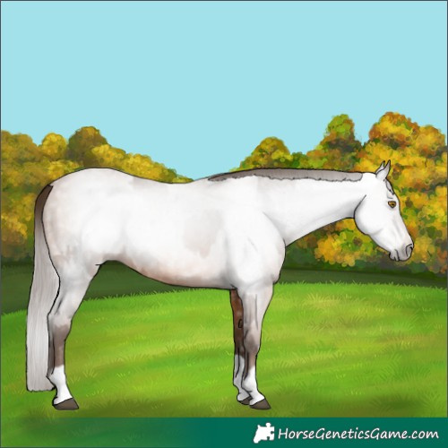 Horse Color:Gray Brown Pearl and Gray Bay Pearl