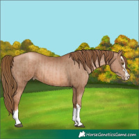 Horse Color:Liver Chestnut Pearl  and Liver Chestnut Pearl 