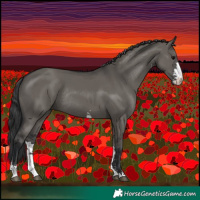 Horse Color:Grullo Sabino Rabicano