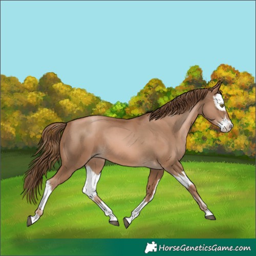 Horse Color:Liver Chestnut Pearl and Liver Chestnut Pearl Splash