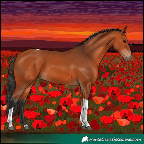 Horse Color:Bay Tobiano 