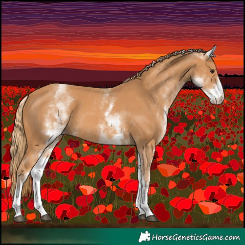 Horse Color:White Spotted Chestnut