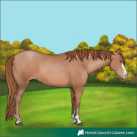 Horse Color:Bay Pearl  and Bay Pearl 