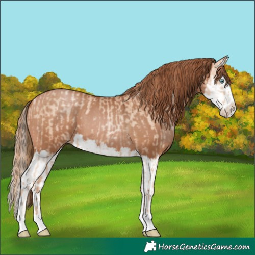 Horse Color:Gold Champagne Pearl  and Bay Pearl Splash 