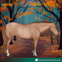 Horse Color:Bay Pearl and Bay Pearl Rabicano