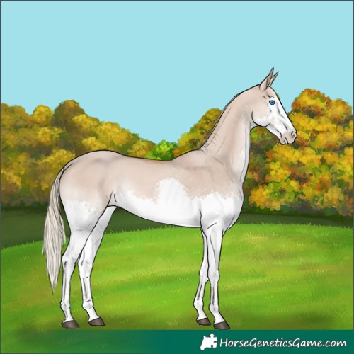 Horse Color:Red Dun Mushroom Splash Rabicano 