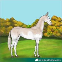 Horse Color:Red Dun Mushroom Splash Rabicano 