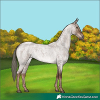 Horse Color:Liver Red Dun Roan Mushroom 