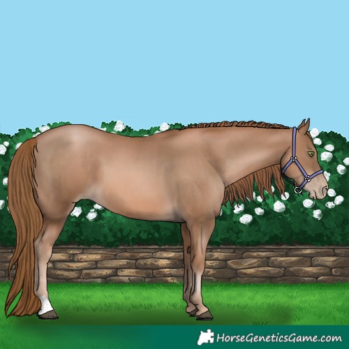 Horse Color:Liver Chestnut Pearl  and Liver Chestnut Pearl 