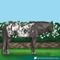 Horse Color:Liver Chestnut Sabino Splash Near Leopard  and Liver Chestnut Sabino Splash Frame Near Leopard 