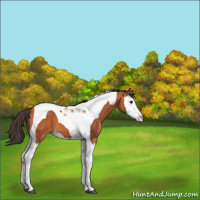Horse Color:Bay Splash Tobiano