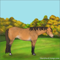 Horse Color:Buckskin 