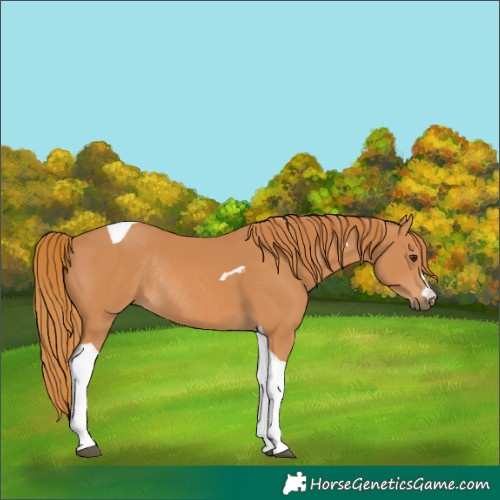 Horse Color:Chestnut Tobiano Rabicano