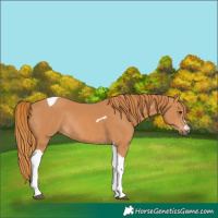Horse Color:Chestnut Tobiano Rabicano