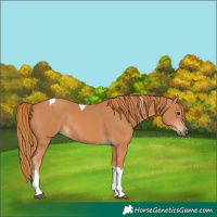 Horse Color:Chestnut Tobiano Rabicano