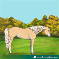 Horse Color:Palomino Tobiano Rabicano