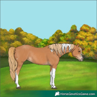 Horse Color:Chestnut Tobiano Rabicano
