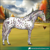 Horse Color:Nacre Chocolate Palomino Sabino Splash Appaloosa 