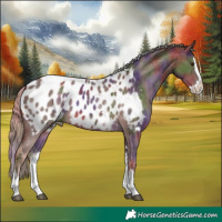 Horse Color:Nacre Chocolate Palomino Sabino Splash Near Leopard
