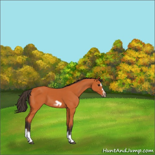 Horse Color:Bay Splash Frame 