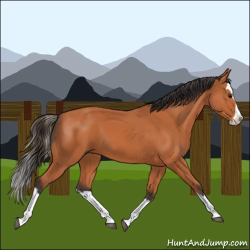 Horse Color:Bay Splash