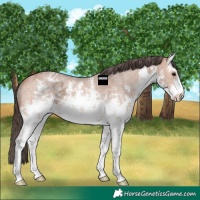 Horse Color:White Spotted Bay Ice Sabino Appaloosa 