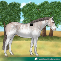 Horse Color:White Spotted Bay Ice Sabino Appaloosa