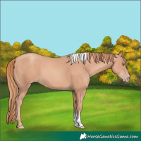 Horse Color:Gold Champagne Tobiano