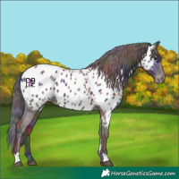Horse Color:Nacre Liver Chestnut Appaloosa 