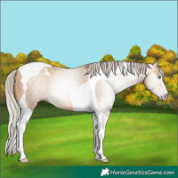Horse Color:Gray Silver Amber Champagne Dun Tobiano 