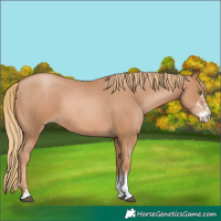 Horse Color:Chestnut Pearl Sabino 
