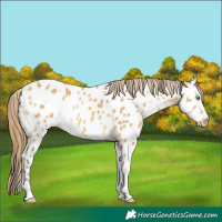 Horse Color:Amber Cream Champagne Tobiano Appaloosa 