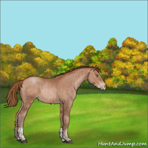 Horse Color:Brown Pearl  and Brown Pearl 