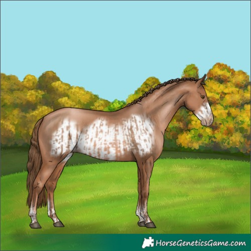 Horse Color:Liver Chestnut Pearl  and Liver Chestnut Pearl Frame 