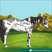 Horse Color:Liver Red Roan Sabino Frame Rabicano 