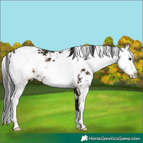 Horse Color:Brown Sabino 