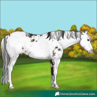 Horse Color:Brown Sabino 
