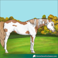 Horse Color:Chestnut Sabino Frame