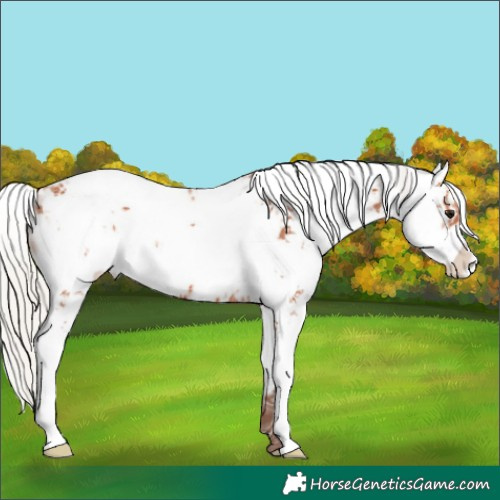 Horse Color:Silver Bay Ice Sabino 