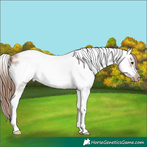 Horse Color:Red Dun Ice Sabino Frame 