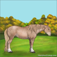 Horse Color:Liver Chestnut Pearl and Chestnut Pearl