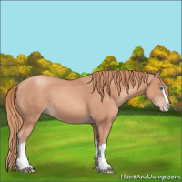 Horse Color:Gold Champagne Splash 