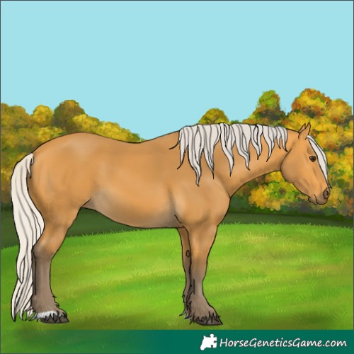 Horse Color:Silver Buckskin 