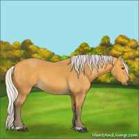 Horse Color:Silver Buckskin 