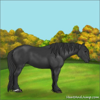Horse Color:Black 