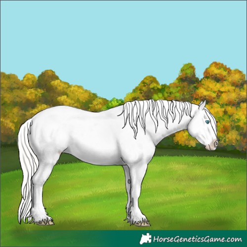 Horse Color:Cremello Frame Appaloosa