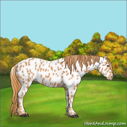 Horse Color:Chestnut Appaloosa