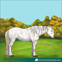 Horse Color:Red Dun Appaloosa 