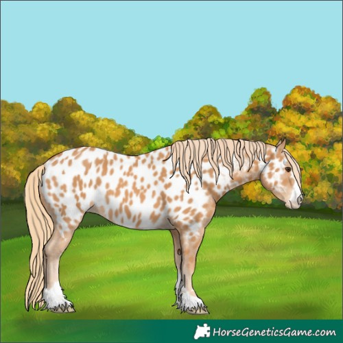 Horse Color:Chestnut Appaloosa 