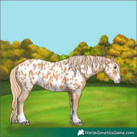 Horse Color:Chestnut Appaloosa